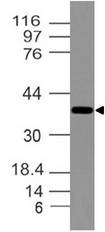 DLX3 Antibody - Fig-1: Expression analysis DLX3. Anti-DLX3 antibody was used at 2 µg/ml on C2C12 lysate.