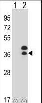 DLX5 Antibody - Western blot of DLX5 (arrow) using rabbit polyclonal DLX5 Antibody. 293 cell lysates (2 ug/lane) either nontransfected (Lane 1) or transiently transfected (Lane 2) with the DLX5 gene.