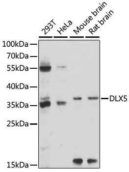 DLX5 Antibody - Western blot analysis of extracts of various cell lines, using DLX5 antibody at 1:1000 dilution. The secondary antibody used was an HRP Goat Anti-Rabbit IgG (H+L) at 1:10000 dilution. Lysates were loaded 25ug per lane and 3% nonfat dry milk in TBST was used for blocking. An ECL Kit was used for detection and the exposure time was 90s.