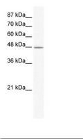DMAP1 Antibody - HepG2 Cell Lysate.  This image was taken for the unconjugated form of this product. Other forms have not been tested.