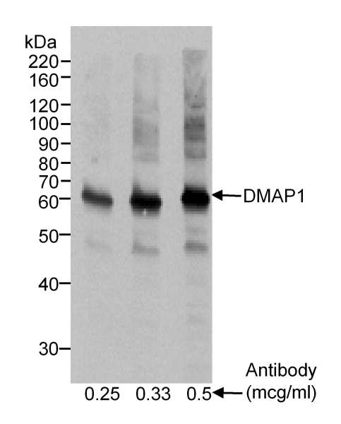 DMAP1 Antibody - Detection of Human DMAP1 by Western Blot. Sample: Whole cell extract (50 ug/lane) from HeLa cells. Antibody: Affinity purified goat anti-DMAP1 used at the concentrations that are indicated. Detection: Chemiluminescence with 2 minute exposure.