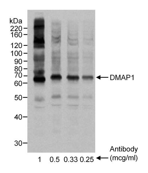 DMAP1 Antibody - Detection of Human DMAP1 by Western Blot. Sample: Whole cell extract (50 ug/lane) from HeLa cells. Antibody: Affinity purified goat anti-DMAP1 used at the concentrations that are indicated. Detection: Chemiluminescence with 2 minute exposure.