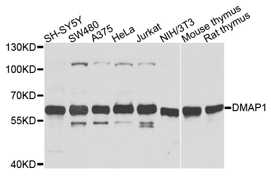 DMAP1 Antibody - Western blot analysis of extracts of various cells.