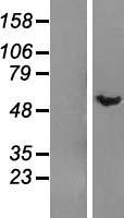 DMAP1 Protein - Western validation with an anti-DDK antibody * L: Control HEK293 lysate R: Over-expression lysate