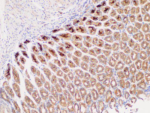 DMBT1 Antibody - Immunohistochemistry of paraffin-embedded Mouse stomach using DMBT1 Polycloanl Antibody at dilution of 1:300
