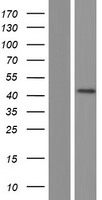 DMBX1 / OTX3 Protein - Western validation with an anti-DDK antibody * L: Control HEK293 lysate R: Over-expression lysate