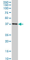 DMC1 Antibody - DMC1 monoclonal antibody (M10), clone 4A10. Western blot of DMC1 expression in HeLa NE.