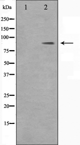 DMC1 Antibody - Western blot analysis on HeLa cell lysates using BARD1 antibody. The lane on the left is treated with the antigen-specific peptide.
