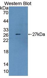 DMD / Dystrophin Antibody - Western Blot; Sample: Recombinant protein.