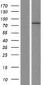 DMD / Dystrophin Protein - Western validation with an anti-DDK antibody * L: Control HEK293 lysate R: Over-expression lysate