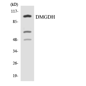 DMGDH Antibody - Western blot analysis of the lysates from HeLa cells using DMGDH antibody.