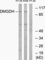 DMGDH Antibody - Western blot analysis of lysates from HT-29 and A549 cells, using DMGDH Antibody. The lane on the right is blocked with the synthesized peptide.