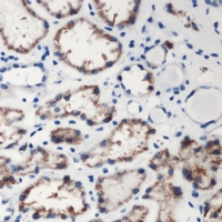 DMGDH Antibody - Immunohistochemical analysis of DMGDH staining in human kidney formalin fixed paraffin embedded tissue section. The section was pre-treated using heat mediated antigen retrieval with sodium citrate buffer (pH 6.0). The section was then incubated with the antibody at room temperature and detected with HRP and DAB as chromogen. The section was then counterstained with hematoxylin and mounted with DPX.