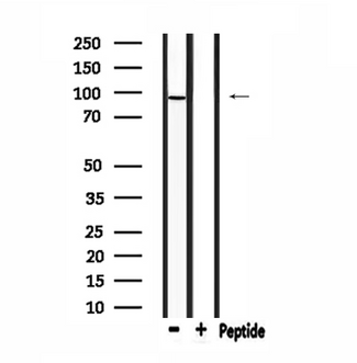 DMGDH Antibody - Western blot analysis of extracts of 293 cells using DMGDH antibody.