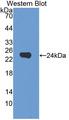 DMKN Antibody - Western blot of DMKN antibody.