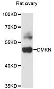 DMKN Antibody - Western blot analysis of extracts of rat ovary, using DMKN antibody at 1:3000 dilution. The secondary antibody used was an HRP Goat Anti-Rabbit IgG (H+L) at 1:10000 dilution. Lysates were loaded 25ug per lane and 3% nonfat dry milk in TBST was used for blocking. An ECL Kit was used for detection and the exposure time was 1s.