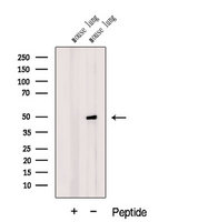 DMKN Antibody - Western blot analysis of extracts of mouse lung tissue using DMKN antibody. The lane on the left was treated with blocking peptide.