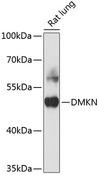 DMKN Antibody - Western blot analysis of extracts of rat ovary using DMKN Polyclonal Antibody at dilution of 1:3000.