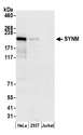 DMN / Desmuslin / Synemin Antibody - Detection of human SYNM by western blot. Samples: Whole cell lysate (15 µg) from HeLa, HEK293T, and Jurkat cells prepared using NETN lysis buffer. Antibody: Affinity purified rabbit anti-SYNM antibody used for WB at 0.1 µg/ml. Detection: Chemiluminescence with an exposure time of 30 seconds.