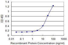 DMP1 Antibody - Detection limit for recombinant GST tagged DMP1 is 1 ng/ml as a capture antibody.