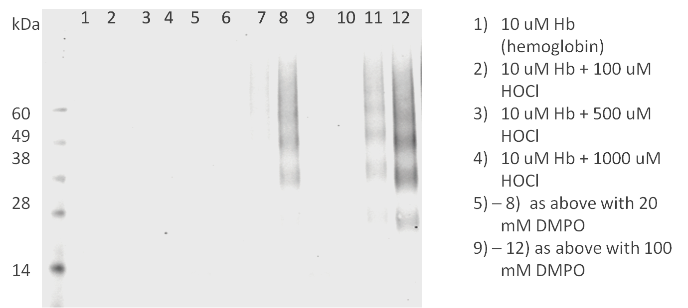 DMPO Antibody - Western blot analysis of DMPO using a dilution of DMPO antibody.  This image was taken for the unconjugated form of this product. Other forms have not been tested.