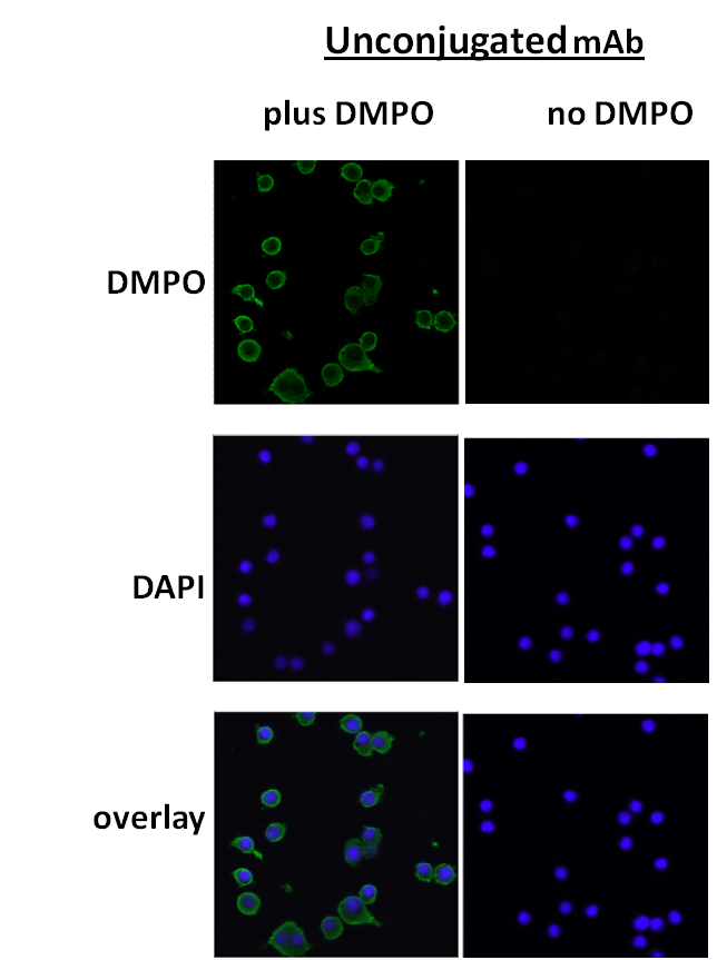 DMPO Antibody - IF analysis of DMPO in mouse macrophage cell lines using 10 ug/mL of DMPO antibody.  This image was taken for the unconjugated form of this product. Other forms have not been tested.
