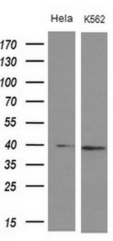 DMRT1 Antibody - Western blot of extracts (10ug) from 2 different cell lines by using anti-DMRT1 monoclonal antibody at 1:200 dilution.