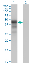 DMRT1 Antibody - Western Blot analysis of DMRT1 expression in transfected 293T cell line by DMRT1 monoclonal antibody (M01), clone 1G11.Lane 1: DMRT1 transfected lysate(39.5 KDa).Lane 2: Non-transfected lysate.