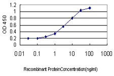DMRT1 Antibody - Detection limit for recombinant GST tagged DMRT1 is approximately 0.3 ng/ml as a capture antibody.