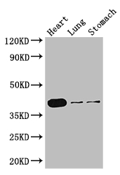 DMRT1 Antibody - Positive WB detected in:Mouse heart tissue,Mouse lung tissue,Mouse stomach tissue;All lanes: DMRT1 antibody at 3ug/ml;Secondary;Goat polyclonal to rabbit IgG at 1/50000 dilution;Predicted band size: 40,29,19 kDa;Observed band size: 40 kDa;