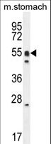 DMRTA1 Antibody - DMRTA1 Antibody western blot of mouse stomach cell line lysates (35 ug/lane). The DMRTA1 antibody detected the DMRTA1 protein (arrow).