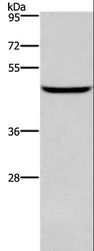 DMRTA3 / DMRT3 Antibody - Western blot analysis of Human testis tissue, using DMRT3 Polyclonal Antibody at dilution of 1:550.