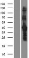 DMRTB1 Protein - Western validation with an anti-DDK antibody * L: Control HEK293 lysate R: Over-expression lysate