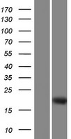 DMRTC1B Protein - Western validation with an anti-DDK antibody * L: Control HEK293 lysate R: Over-expression lysate