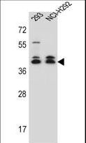 DMRTC2 Antibody - DMRTC2 Antibody western blot of 293,NCI-H292 cell line lysates (35 ug/lane). The DMRTC2 antibody detected the DMRTC2 protein (arrow).