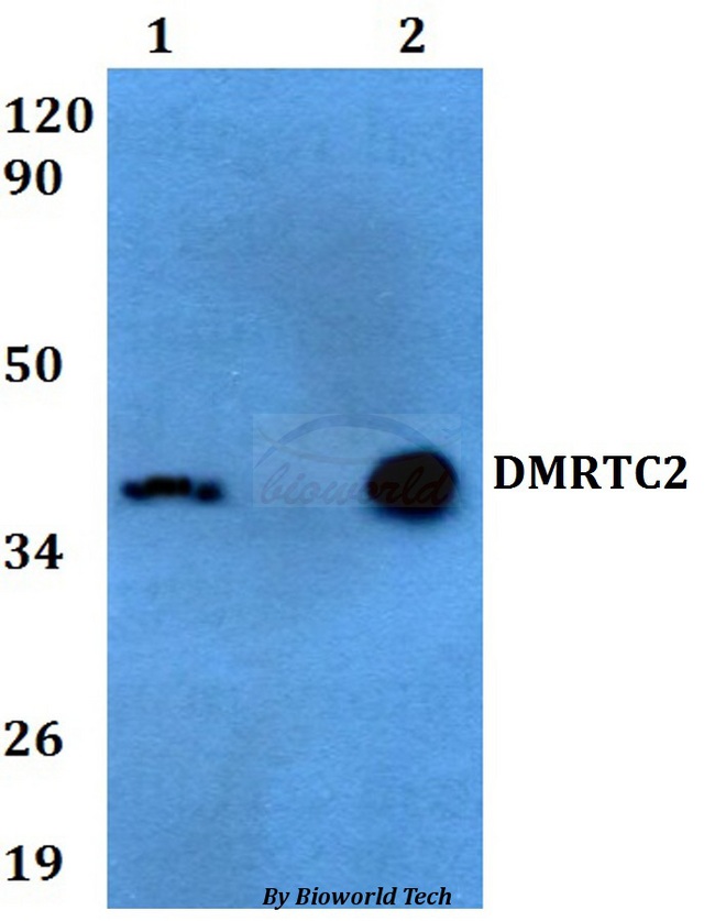 DMRTC2 Antibody - Western blot of DMRTC2 antibody at 1:500 dilution. Lane 1: HEK293T whole cell lysate. Lane 2: NIH-3T3 whole cell lysate.