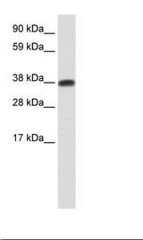 DMRTC2 Antibody - Testis Lysate.  This image was taken for the unconjugated form of this product. Other forms have not been tested.