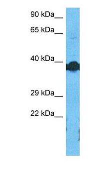 DMRTC2 Antibody - Western blot of DMRTD Antibody with human Fetal Lung lysate.  This image was taken for the unconjugated form of this product. Other forms have not been tested.