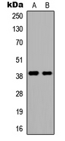 DMRTC2 Antibody - Western blot analysis of DMRTC2 expression in HEK293T (A); NIH3T3 (B) whole cell lysates.