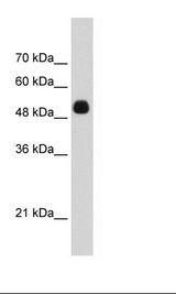 DMTF1 Antibody - HepG2 Cell Lysate.  This image was taken for the unconjugated form of this product. Other forms have not been tested.