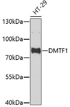 DMTF1 Antibody - Western blot analysis of extracts of HT-29 cells using DMTF1 Polyclonal Antibody at dilution of 1:1000.