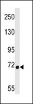 DMWD Antibody - DMWD Antibody western blot of 293 cell line lysates (35 ug/lane). The DMWD antibody detected the DMWD protein (arrow).