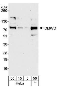 DMWD Antibody - Detection of Human DMWD by Western Blot. Samples: Whole cell lysate from HeLa (5, 15 and 50 ug) and 293T (T; 50 ug) cells. Antibody: Affinity purified rabbit anti-DMWD antibody used for WB at 0.4 ug/ml. Detection: Chemiluminescence with an exposure time of 30 seconds.