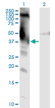 DMWD Antibody - Western Blot analysis of DMWD expression in transfected 293T cell line by DMWD monoclonal antibody (M01), clone 3F5.Lane 1: DMWD transfected lysate (Predicted MW: 34.7 KDa).Lane 2: Non-transfected lysate.