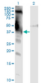 DMWD Antibody - Western Blot analysis of DMWD expression in transfected 293T cell line by DMWD monoclonal antibody (M01), clone 3F5.Lane 1: DMWD transfected lysate (Predicted MW: 34.7 KDa).Lane 2: Non-transfected lysate.