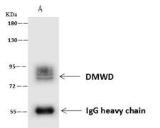 DMWD Antibody - DMWD was immunoprecipitated using: Lane A: 0.5 mg HeLa Whole Cell Lysate. 4 uL anti-DMWD rabbit polyclonal antibody and 60 ug of Immunomagnetic beads Protein A/G. Primary antibody: Anti-DMWD rabbit polyclonal antibody, at 1:100 dilution. Secondary antibody: Goat Anti-Rabbit IgG (H+L)/HRP at 1/10000 dilution. Developed using the ECL technique. Performed under reducing conditions. Predicted band size: 69 kDa. Observed band size: 80 kDa.