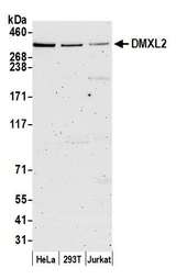 DMXL2 Antibody - Detection of human DMXL2 by western blot. Samples: Whole cell lysate (15 µg) from HeLa, HEK293T, and Jurkat cells prepared using NETN lysis buffer. Antibody: Affinity purified rabbit anti-DMXL2 antibody used for WB at 1:1000. Detection: Chemiluminescence with an exposure time of 3 minutes.