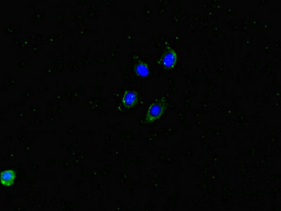 DMXL2 Antibody - Immunofluorescent analysis of HepG2 cells diluted at 1:100 and Alexa Fluor 488-congugated AffiniPure Goat Anti-Rabbit IgG(H+L)