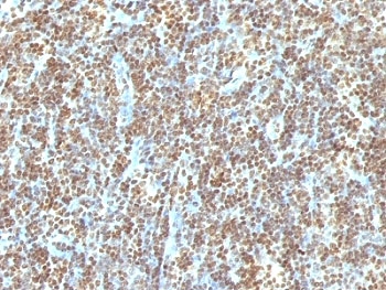 DNA ds Antibody - Formalin-fixed, paraffin-embedded human tonsil stained with dsDNA antibody (121-3).  This image was taken for the unmodified form of this product. Other forms have not been tested.