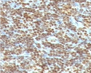 DNA ds Antibody - Formalin-fixed, paraffin-embedded human tonsil stained with dsDNA antibody (AE-2).  This image was taken for the unmodified form of this product. Other forms have not been tested.